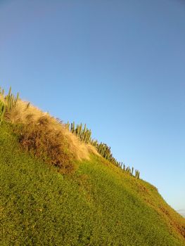 A hill with cacti growing on it. 