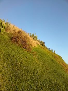 A hill with cacti growing on it. 
