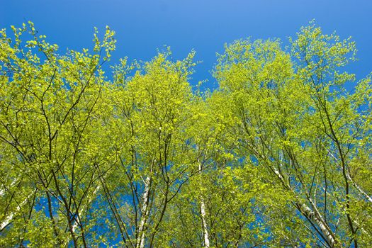 Fresh foliage of birch trees against clear blue sky at spring