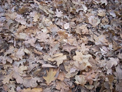 A texture of dry oak leaves