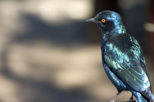 Blue bird with iridescent feathers and a vivid orange eye