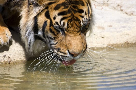 Close up of a tiger drinking from a pond