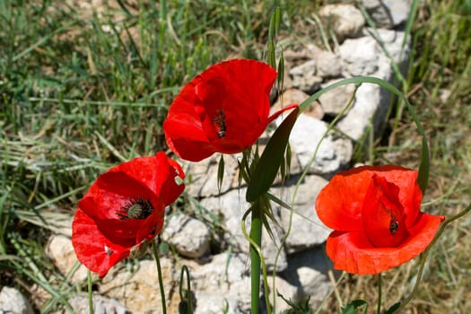 Red poppies blossom on suburb of city