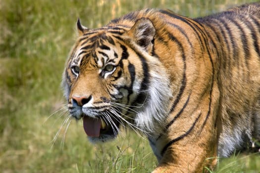 A tiger walking with a grass background