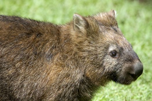 A close up of a Wombat, an Australian marsupial