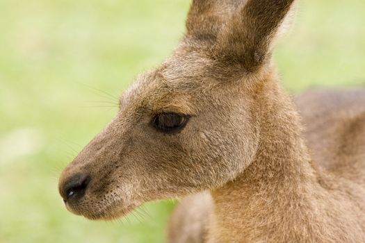 Close up of a kangaroo in Australia