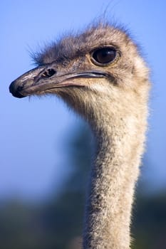 A head shot of an ostrich taken in Southern Africa