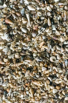 background image of a large assortment of small seashells