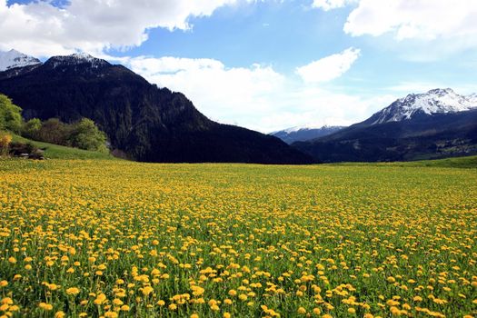 Field plenty of yellow dandelions in front of mountains covered with snow