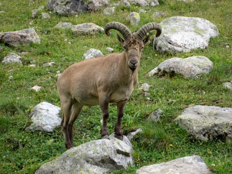 Caucasian goat poses for the photographer on a slope of the Caucasian mountains