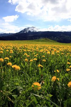 Field plenty of yellow dandelions in front of mountains covered with snow