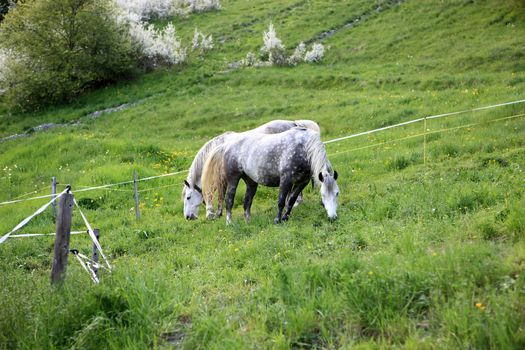Two horses eating grass in a natural paddock