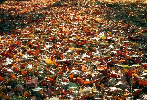 Path in fall with fallen leaves