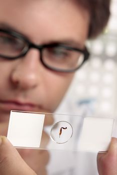 A scientist holding up a prepared slide