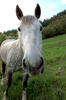 Frontal view of a horse in a natural paddock