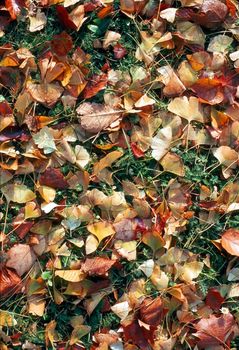 Fallen leaves on grass in fall