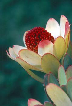 Leucadendron Discolor in bloom