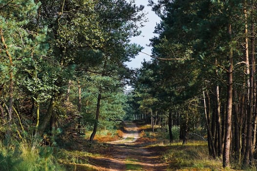 Path in the forest on sunny summer morning - horizontal image