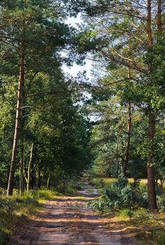 Path in the forest on sunny summer morning - vertical image