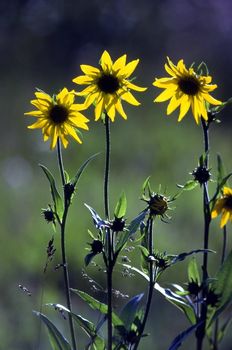 Blooming compass plant