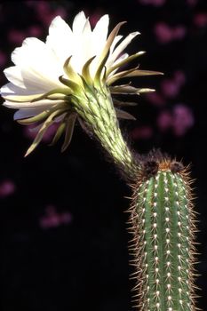 Blooming Torch Cactus