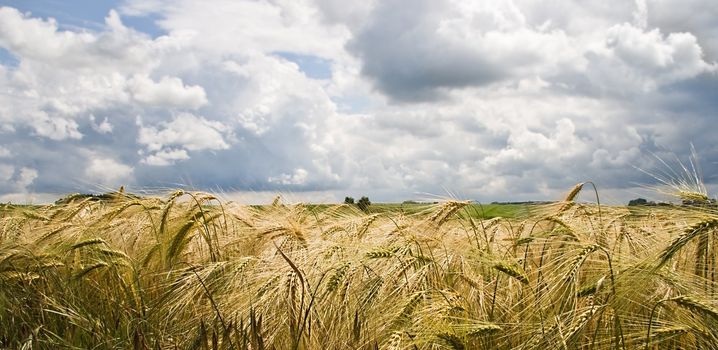 Riping grain on the fields in summer sun with cloudy sky - horizontal image