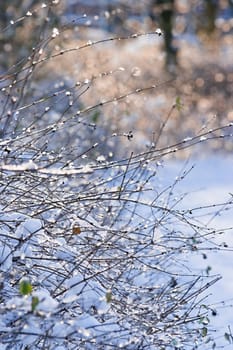 Winter sunlight and branches with snow - vertical image