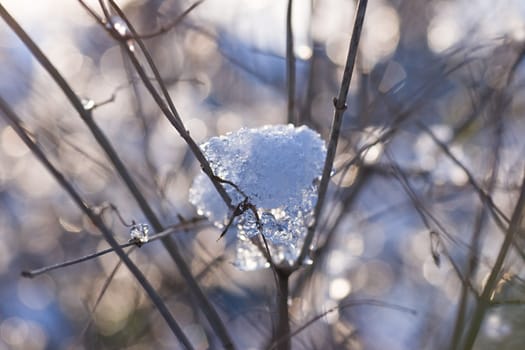 Winterlight on branches with melting snow 