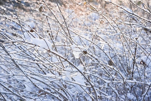 Sunlight on branches with snow in winter - horizontal image