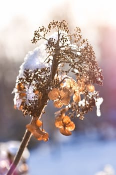 Dried hydrangea flowers with snowcap in winter sunlight