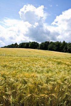 Riping grain on the fields in summer sun with forest in background and clouds in the sky - vertical image