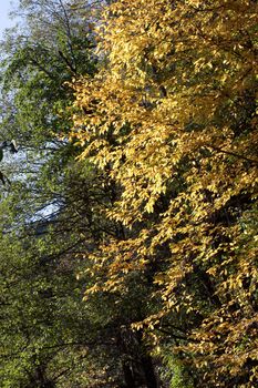 yellow leaves in sunny day
