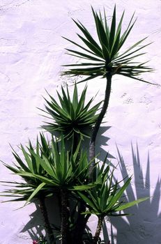 Yucca by wall