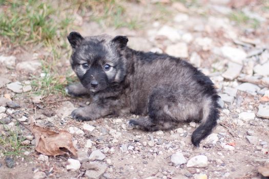 pitiful black puppy on road 
