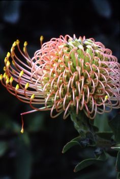 Leucospermum Nutans