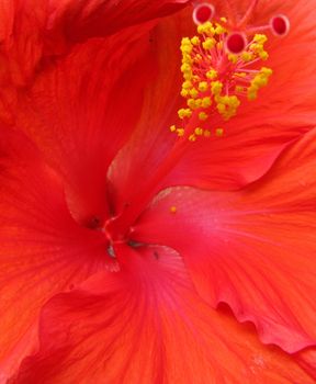 
Closeup of a red flower in a garden.
