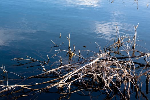 lifeless branches in blue water
