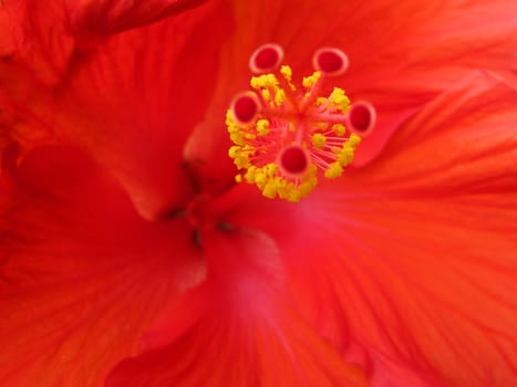Closeup of a red flower in a garden.
