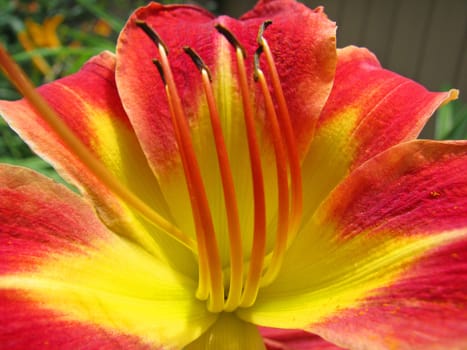 Closeup of a yellow and red flower in a garden.
