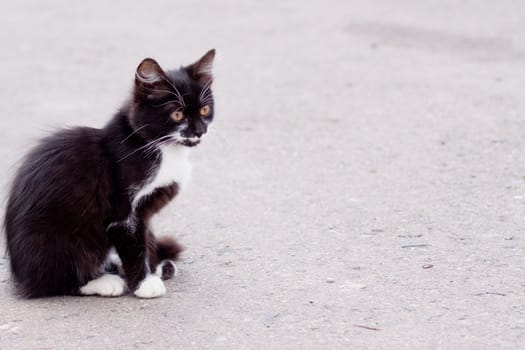 black and white kitten sitting on road
