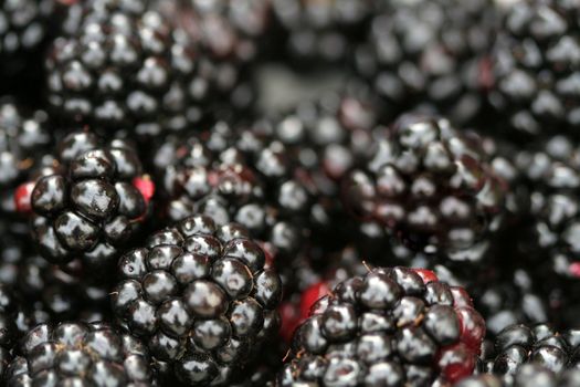 Fresh juicy blackberry