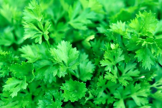 Fresh green leaves of a parsley, background
