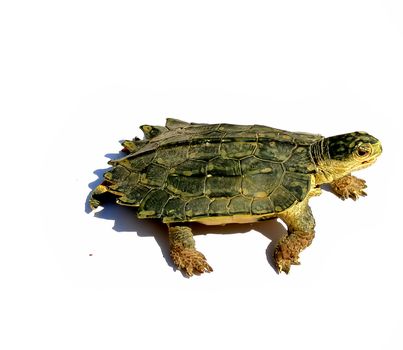 turtle on white background