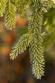 Spruce branches in the morning frost. Early autumn. Close up.