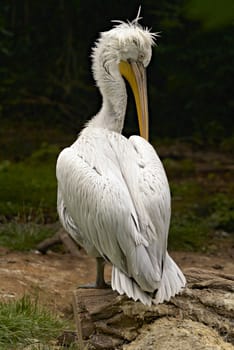 White Pelican cleaning wings. Pelecanus onocrotalus