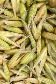 Seeds of oats. Macro