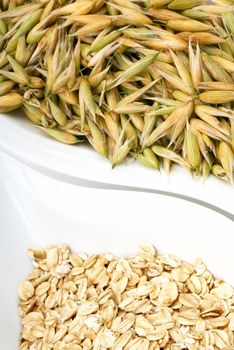 Seeds of two types of oats. Macro