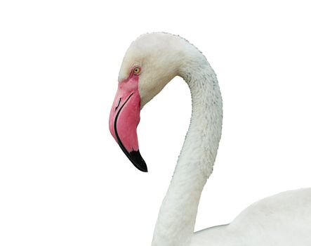 Head and neck flamingo on a white background.