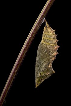 Chrysalis butterfly Peacock Eye. Family Nymphalidae. Studio shoot on black background.