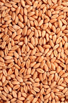 Grains of a winter wheat, background